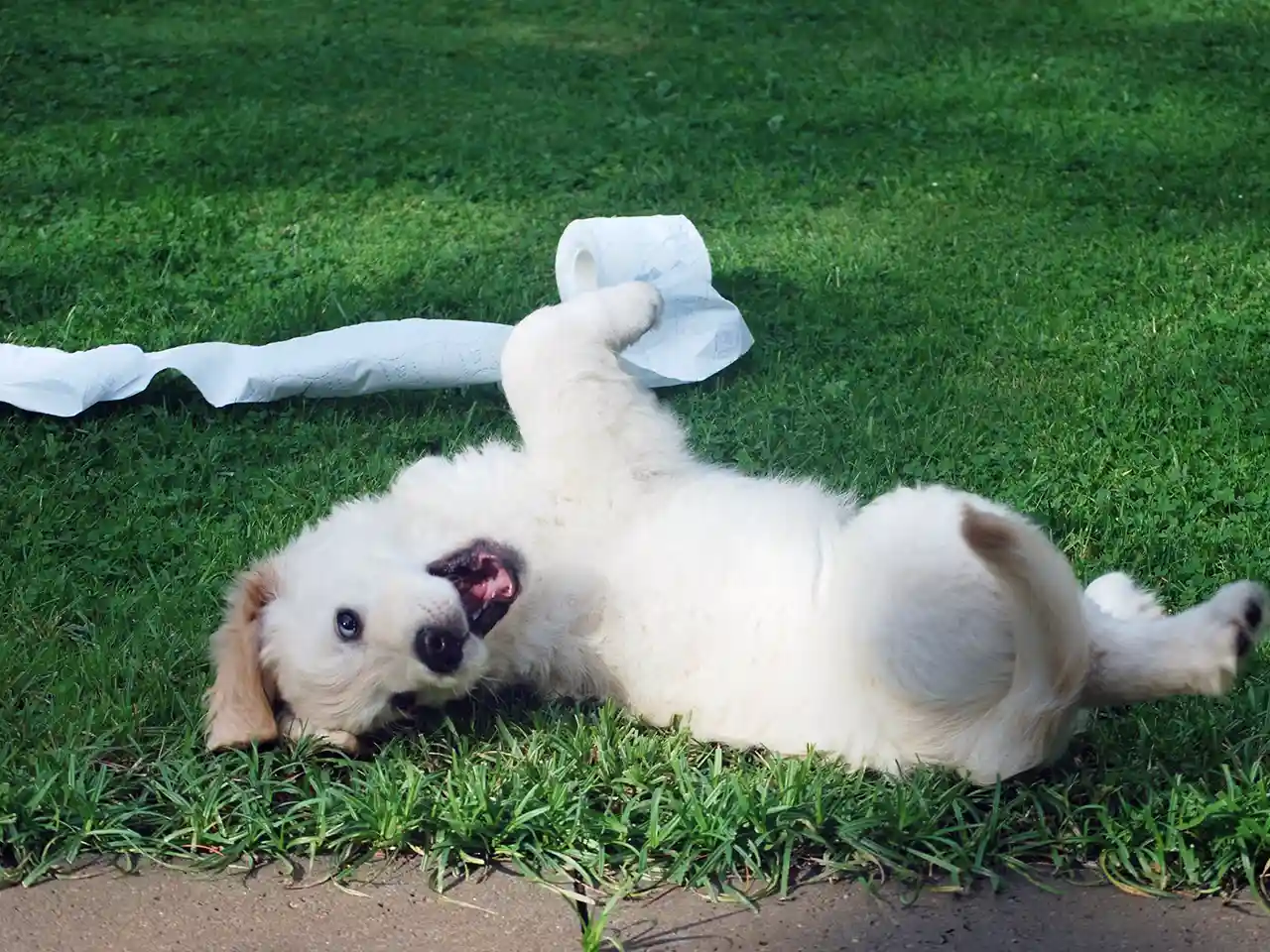White puppy rolling on green grass