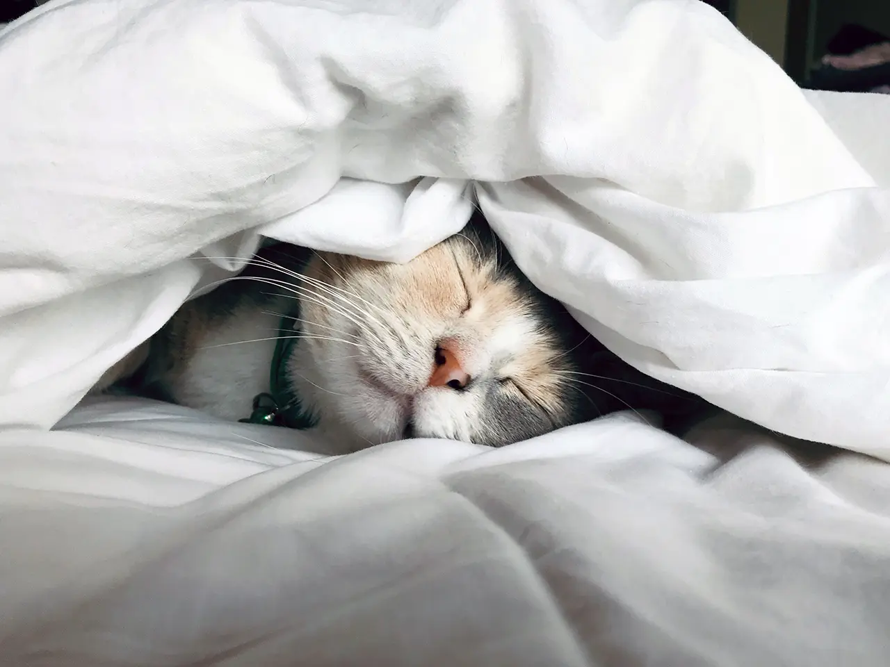White cat sleeps under white comforter